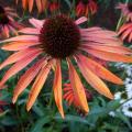 Echinacea 'Tomato Soup'