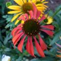 Echinacea 'Tomato Soup'