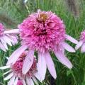 Echinac�e 'Pink Sorbet' - Echinacea