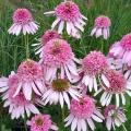 Echinacée 'Pink Sorbet' - Echinacea