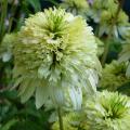 Echinac�e 'Meringue' - Echinacea