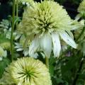 Echinac�e 'Meringue' - Echinacea