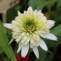 Echinacée 'Meringue' - Echinacea