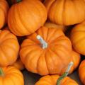 Courge 'Jack be Little'