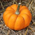 Courge 'Jack be Little'