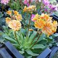 Lewisia cotyledon