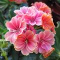 Lewisia cotyledon