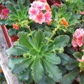 Lewisia cotyledon