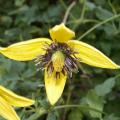 Cl�matite 'Golden Tiara'