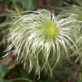 Cl�matite 'Golden Tiara'