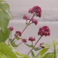Val�riane - Centranthus ruber