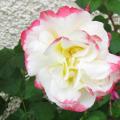 Rose vari�e - Rosa
