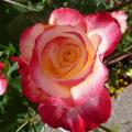 Rose vari�e - Rosa