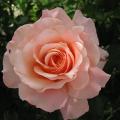 Rose vari�e - Rosa
