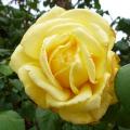 Rose vari�e - Rosa