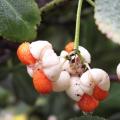 Euonymus fortunei - Fusain Euonymus fortunei - Fusain