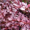Berberis thunbergii 'Rosy Glow'