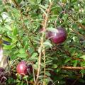 Canneberge - Vaccinium oxycoccos