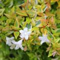 Abelia grandiflora 'Kal�idoscope'
