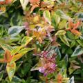Abelia grandiflora 'Kal�idoscope'