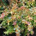 Abelia grandiflora 'Kal�idoscope'