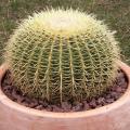Echinocactus - Coussins de belle-m�re - Cactus oursin