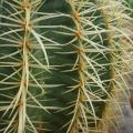 Echinocactus - Coussins de belle-mère - Cactus oursin