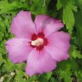 Alth�a - Hibiscus syriacus