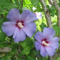 Althéa - Hibiscus syriacus