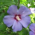 Althéa - Hibiscus syriacus