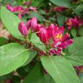Lonicera tatarica 'Arnold Red' - Ch�vrefeuille de Tartarie