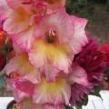 Gla�eul - Gladiolus