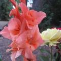 Glaïeul - Gladiolus