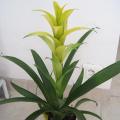 Guzmania