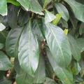 Laurier palme - Prunus laurocerasus 'Caucasica' - Laurier du Caucase Laurier palme - Prunus laurocerasus 'Caucasica' - Laurier du Caucase