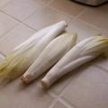 Endive - Chicor�e