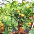 Calamondin - Citrus mitis ou madurensis - Agrume
