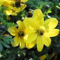 Bidens
