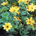 Bidens