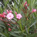 Laurier rose - Nerium oleander 