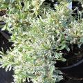 Pyracantha 'Sparkler' - Buisson ardent