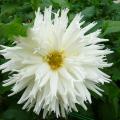 Dahlia