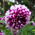 Dahlia