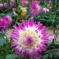 Dahlia