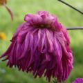 Dahlia