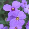 Aubri�te - Aubrieta