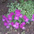 Aubriète - Aubrieta