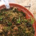 Drosera capensis 'Albinos' - Plante carnivore