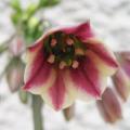 Nectaroscordum siculum - Ail de Bulgarie