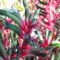 Anigozanthos - Plante kangourou